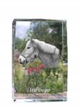 Art-Dog Haflinger ló kristályos fotó, emléktárgy, trófea, köszönetnyilvánítás (5055882468078)