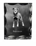 Art-Dog Beauceron francia juhászkutya kutya kép díszes kristályban, ajándéktárgy (5055882448025)