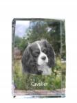 Art-Dog Cavalier King Charles spániel kutya kép kristályban, ajándéktárgy, trófea (5055882466098)