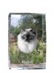 Art-Dog Ragdoll macska kristályos fotó, ajándéktárgy, trófea, köszönetajándék (5055882467514)