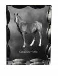Art-Dog Kanadai ló fotó díszes kristályban, ajándéktárgy, lakásdekoráció (5055882450035)