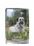 Art-Dog Anatóliai juhászkutya fénykép kutya kristályban, ajándéktárgy, trófea, szobor (5055882466968)