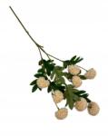 WerbAna Fokhagyma krizantém golyó ág 50 cm világos őszibarack (24KL694)