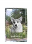 Art-Dog Pembroke Welsh Corgi kutya kép kristályban, ajándéktárgy, trófea, szobor (5055882466395)