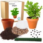 Łatwa Uprawa Házi Készítésű Borsmenta Ültető Szett Magok 20 Db-os (Mięta domowa nasiona bardzo aromatyczna)