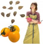 Łatwa Uprawa Magok Paradicsom Sárga Koktél Törpe Sok Gyümölcs Bokor Cserépben (pomidor sadzonki nasiona sadzonka pomidora)