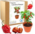 Łatwa Uprawa Carolina Reaper HP22B Red paprika legélesebb mag termesztő szett (Carolina Reaper zestaw do sadzenia ogrodnika)