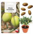 Łatwa Uprawa Oliva Európai Vetőmag Olajfa Olea Europaea Örök Fa 3 db (Drzewko Oliwne nasiona Olea Europaea)