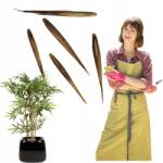 Łatwa Uprawa Bambusz Magok Fagyálló 5 Db Phyllostachys Bambusz Otthonra (Nasiona bambus mrozoodporny sadzonki)