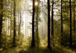 Eosette Fototapet Morning Forest - eosette - 455,00 RON