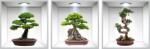 Eosette Sticker Bonsai 3D - Nise Perete - eosette - 70,00 RON