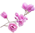 Eosette Sticker Ramura de Magnolie - 60x90 cm