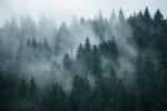 Eosette Fototapet Misty Forest - eosette - 240,00 RON