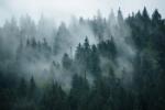 Eosette Fototapet Misty Forest - eosette - 960,00 RON