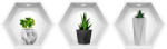 Eosette Sticker Plante 3D - Nise Hexagon in Perete