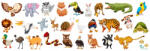 Eosette Sticker Animale - 30x90 cm