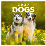 Realsystem Falinaptár képes lemeznaptár 300x300mm, Dogs Realsystem 2024 (6097-DO)