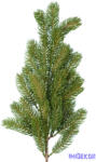  Fenyő ág 62cm - Zöld