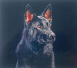 DIE NERVEN Die Nerven - facethemusic - 8 290 Ft