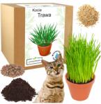 Łatwa Uprawa Macskafű, szőroldó macska jutalomfalat, macskafű termesztő készlet, vetőmag, tál (Trawa dla kota w doniczce kocia trawa)