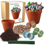 Łatwa Uprawa Ültető Készlet Kaktuszokhoz Élő Kövek Lithopszok Szukulensek Magok 10 Db (Żywe kamienie bardzo łatwe w uprawie)