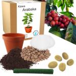 Łatwa Uprawa Arabica Kávé Termesztő Készlet Kávéfa, Kávébab, Otthoni Termesztés, Növény (Roślina kawa Arabica nasiona kwiat)