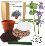 Łatwa Uprawa Macskamenta Fű Macskának Szőrlabda Ellen Zab Vetőmag Termesztő Készlet 30x (Kocimiętka dla kota trawa dla kota owies)