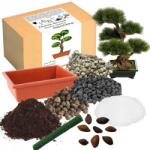 Łatwa Uprawa Bonsai Nevelő Készlet Japán Fekete Fenyő Évelő Díszcserje (Drzewko Bonsai Sosna Czarna Japońska)