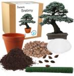 Łatwa Uprawa Bonsai Nevelő Készlet Ezüstfenyő Magokkal 4 Db (Piękna drzewko Bonsai Świerk Srebrny)
