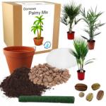 Łatwa Uprawa Szett Pálma Növesztéséhez Pálma Magok MIX Exotikus Évelő Magok 2DB (Mix palm egzotycznych łatwych w uprawie)