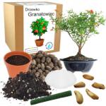 Łatwa Uprawa Bonsai Nevelő Készlet Gránátalma Fa Évelő Gyümölcsfa (Granatowiec właśćiwy nasiona sadzonka)