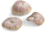 Oase biOrb plate coral set