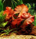 INVITAL Tiger Lotus Red (Cserép Ø 5, 5 cm)