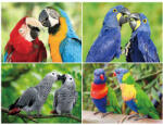  3D alátét papagájok 40x30cm