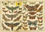 Interdruk - Puzzle Vintage Nature - 2 000 piese