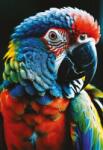 Interdruk - Puzzle Colourf. Nature: Parrot - 250 piese