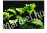 Anubias Barteri var. barteri
