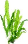 Dennerle Plants Aponogeton longiplumululosus - gumós növény - 1 db
