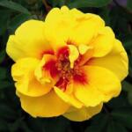  Rosa Eyeconic® cserepes rózsa