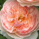  Rosa Evelyn cserepes rózsa (azonnal szállítható)