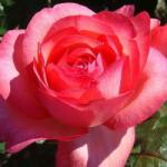  Rosa Day Dream cserepes rózsa