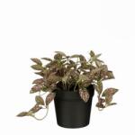 Mica Fittonia cserépben rózsaszín műnövény 16 x 16 cm