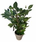  Ficus Natasja műnövény