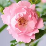  Rosa Sommerwind® cserepes rózsa