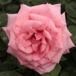  Rosa Kanizsa cserepes rózsa