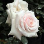  Rosa Schwanensee® cserepes rózsa