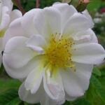  Rosa Lykkefund cserepes rózsa