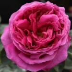  Rosa Macbeth cserepes rózsa (azonnal szállítható) - oazis - 3 639 Ft