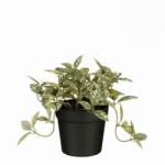 Mica Fittonia cserépben zöld tarka műnövény 16 x 16 cm