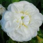  Rosa Botzaris cserepes rózsa